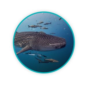 Whales Shark Circle Images DANUKB251028 WEB